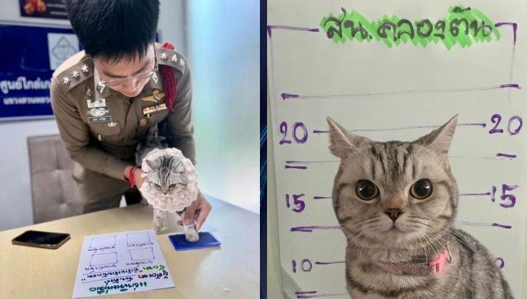 Tayland’da Kayıp Kedi Polis Memuruna Saldırınca “Tutuklandı”!