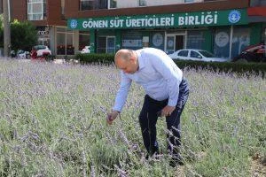 GÖNEN MİS GİBİ LAVANTA KOKUYOR!