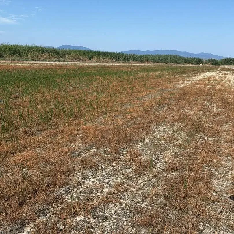 150 dönüm çeltik tarlası kuruyan çiftçi tazminat davası açıyor