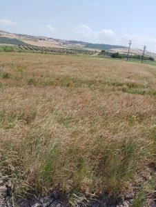 Tahirova sahasında tehlike büyüyor