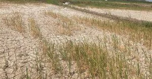 Su var dediler, çeltiğimizi yaktılar