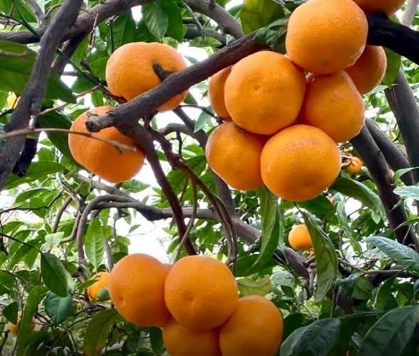 Dalda 50 Kuruş, Markette 60 Lira: Üretici İsyanda - 2