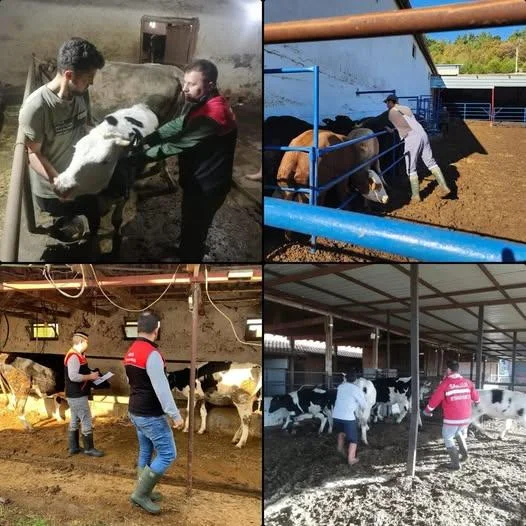 Şap Aşılama Çalışmaları Sürüyor: 599 Bin Hayvan Aşılandı