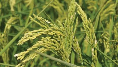 Çeltik Fiyatı Düşerken Mazot Uçtu: Üretici Maliyete Eziliyor - 1