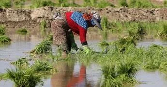 KARACABEY OVASINDA ÇELTİK EKİMİNE KURAKLIK ENGELİ