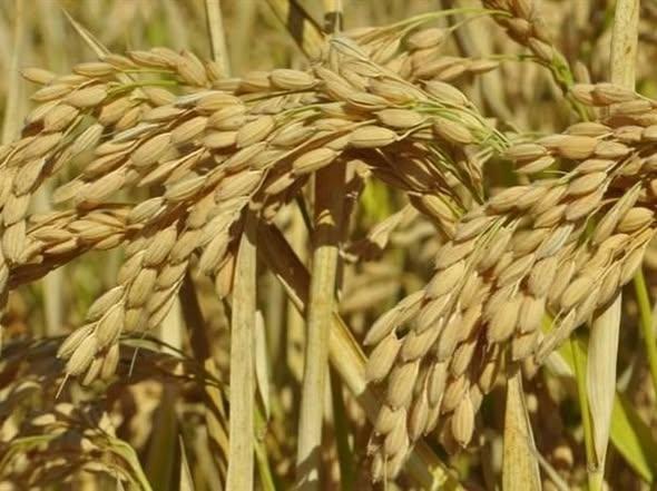 Gönen’de tarım ve hayvancılık alarm veriyor - 2