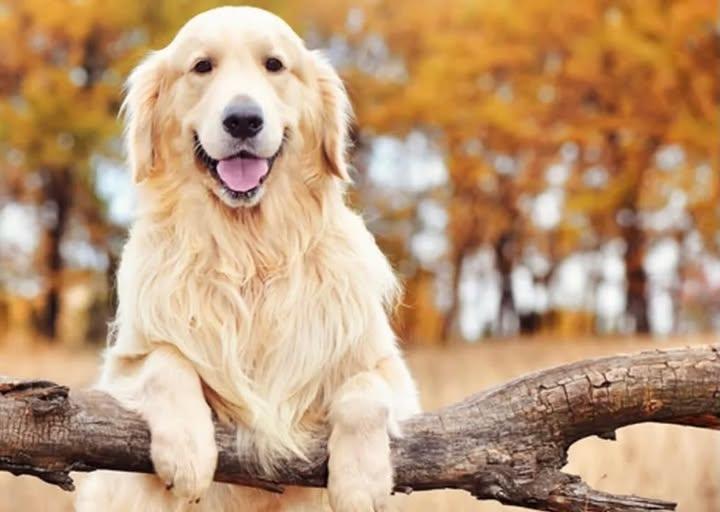 “Poni”nin velayeti babaya verildi